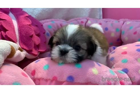 成約済の東京都のシーズー-177671の2枚目